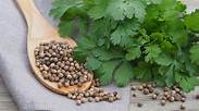 Organic  Coriander Seed